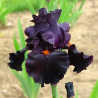 /album/a1/dracula-s-kiss-jpg1/